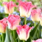 Tulipan Crown of Dynasty - 5 cebulek