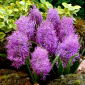 Szafirek pierzasty - Muscari Plumosum - 5 cebulek