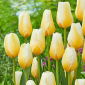 Tulipan Lemon Chiffon - 5 cebulek