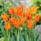 Tulipan Ballerina - 5 cebulek