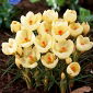 Krokus Cream Beauty - 10 cebulek