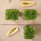 Microgreens - Rukola jednoroczna - młode listki o unikalnym smaku - 100 gram