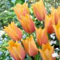 Tulipan Blushing Lady - 5 szt.