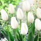 Tulipan Hakuun - mieszaniec Darwina - 5 cebulek