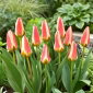 Tulipan Tarafa - 5 szt.