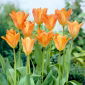Tulipan Orange Emperor - 5 szt.