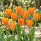 Tulipan Orange Emperor - 5 szt.