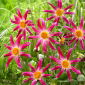 Dalia - Honka Pink
