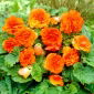 Begonia Non Stop - pomarańczowa - 2 szt.
