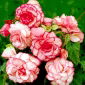 Begonia - Bouton de Rose - różowo-biała - 2 szt.