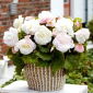 Begonia wielkokwiatowa - Superba White - biała - 2 szt.