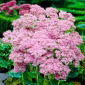 Rozchodnik Brillant - Sedum - sadzonka