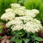 Rozchodnik Stardust - Sedum - sadzonka