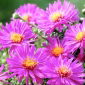 Aster krzaczasty - Anneke
