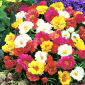 Portulaka pełna - 4500 nasion