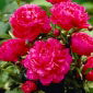 Piwonia, Paeonia - Kansas - sadzonka