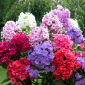Floks (Phlox) - Płomyk wiechowaty - mix - 1 szt.