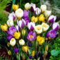 Krokus Botaniczny - mix - 10 szt.