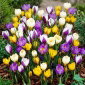 Krokus Botaniczny - mix - 10 szt.