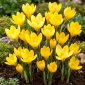 Krokus Żółty - 10 szt.