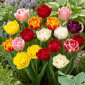 Tulipan pełny mix - Double mix - 5 szt.