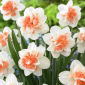 Narcyz Easter Beauty - 5 szt.