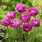 Tulipan Blue Diamond - 5 szt.