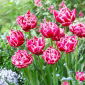 Tulipan Columbus - 5 szt.