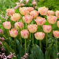 Tulipan Creme Upstar - 5 szt.
