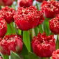 Tulipan Qatar - 5 szt.