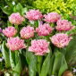 Tulipan Newcastle - 5 szt.