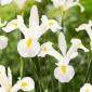 Irys holenderski - White Magic - 10 szt.