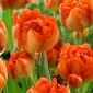 Tulipan Monte Orange - 5 szt.