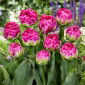 Tulipan Wicked in Pink - 5 szt.