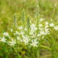 Śniedek Sochi - Ornithogalum ponticum Sochi - 1 szt.