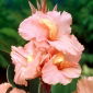 Kanna - Salmon Beauty