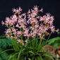 Nerine Pearls of Cherry - 1 szt.