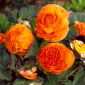 Begonia pełna - miedziana - 2 szt.