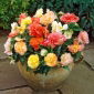 Begonia Pastel mix - 2 szt.