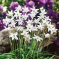 Ipheion - Ifejon - White Star - 10 szt.