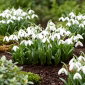 Przebiśnieg wielkokwiatowy - Mount Everest - 3 szt.