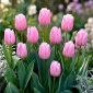 Tulipan jasnoróżowy - Light Pink - 5 szt.