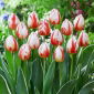 Tulipan Happy Generation - 5 szt.