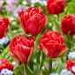 Tulipan Red Foxtrot - 5 szt.