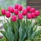 Tulipan Carola - 5 szt.