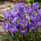 Krokus Aqua - 10 szt.