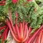 Burak liściowy Rhubarb Chard - czerwony - 225 nasion