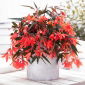 Begonia boliwijska - Bertini Santa Cruz
