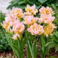 Tulipan Password - 5 szt.