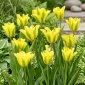 Tulipan Formosa - 5 szt.